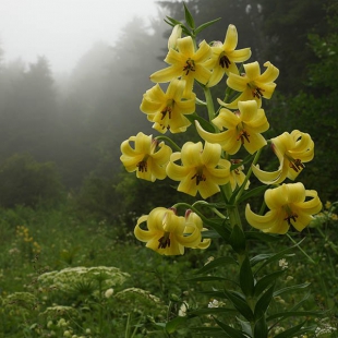 Lilium monodelphum var. armenum @North-east Turkey